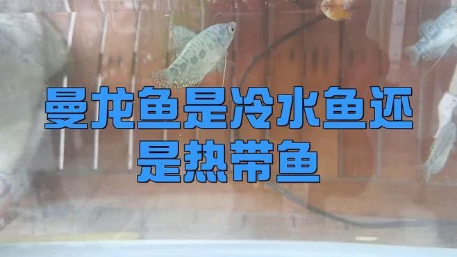 曼龍魚用什么水養