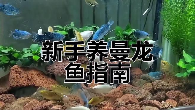 曼龍魚用什么水養