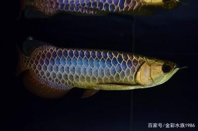 金龍魚會發(fā)色嗎，不同品種金龍魚發(fā)色特點對比