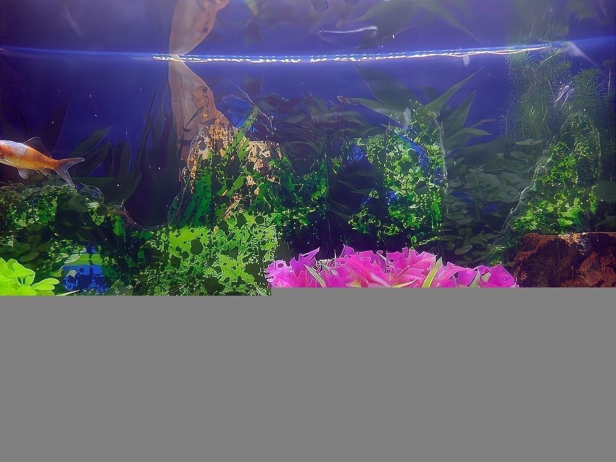 龍魚爬缸怎么治療