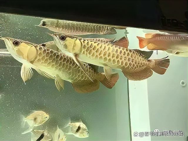 龍魚爬缸怎么治療