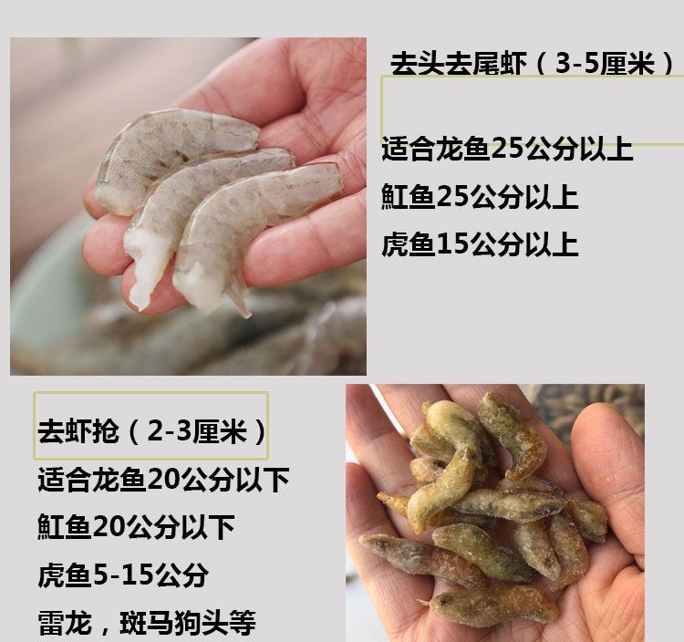 60公分龍魚多久喂一次飼料好（60公分成年金龍?jiān)趺次故扯嗑梦挂淮锡堲~多久喂一次）