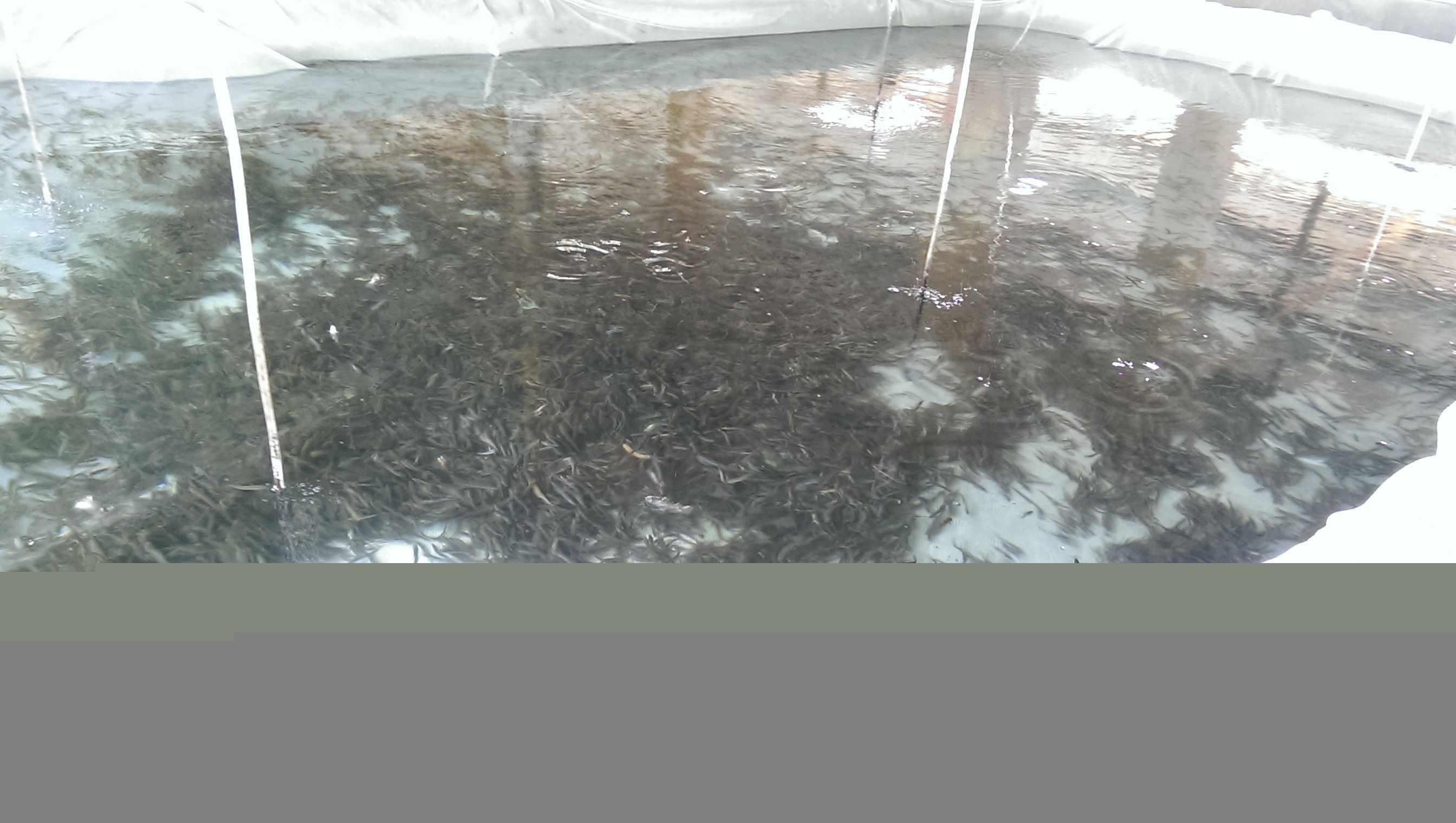 龍魚養(yǎng)殖場的魚缸怎么做：制作龍魚養(yǎng)殖場的魚缸需要考慮到魚缸的大小、水質(zhì)的處理等因素