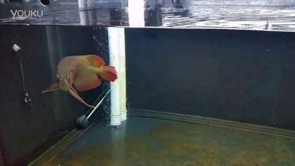 龍魚缸能放食用鹽嗎：龍魚缸加鹽的最佳時機，水族用鹽與食用鹽的區別，如何自制龍魚缸鹽浴