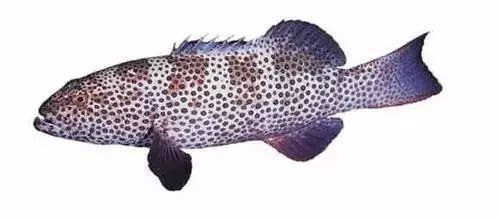 名貴石斑魚種類