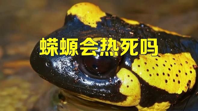 小火龍蠑螈的飼養溫度應該如何控制？