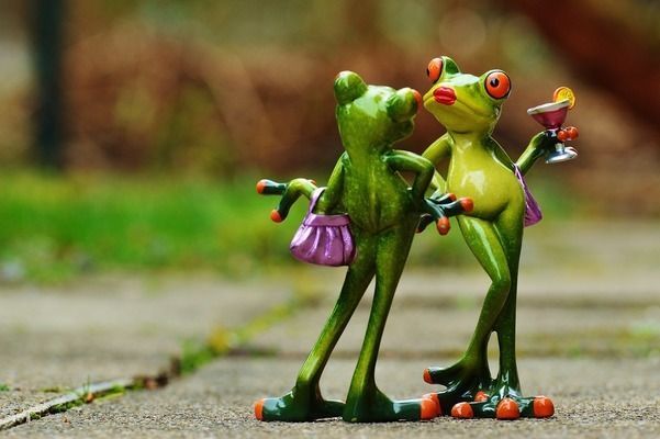 龍魚之巔手機版下載：龍魚之巔app新手養魚指南