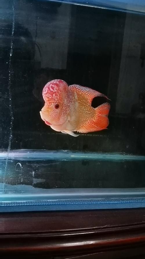 羅漢魚火鳳凰圖片