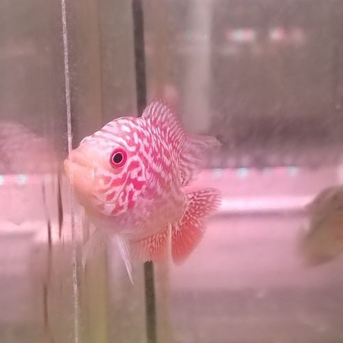 羅漢魚火鳳凰圖片