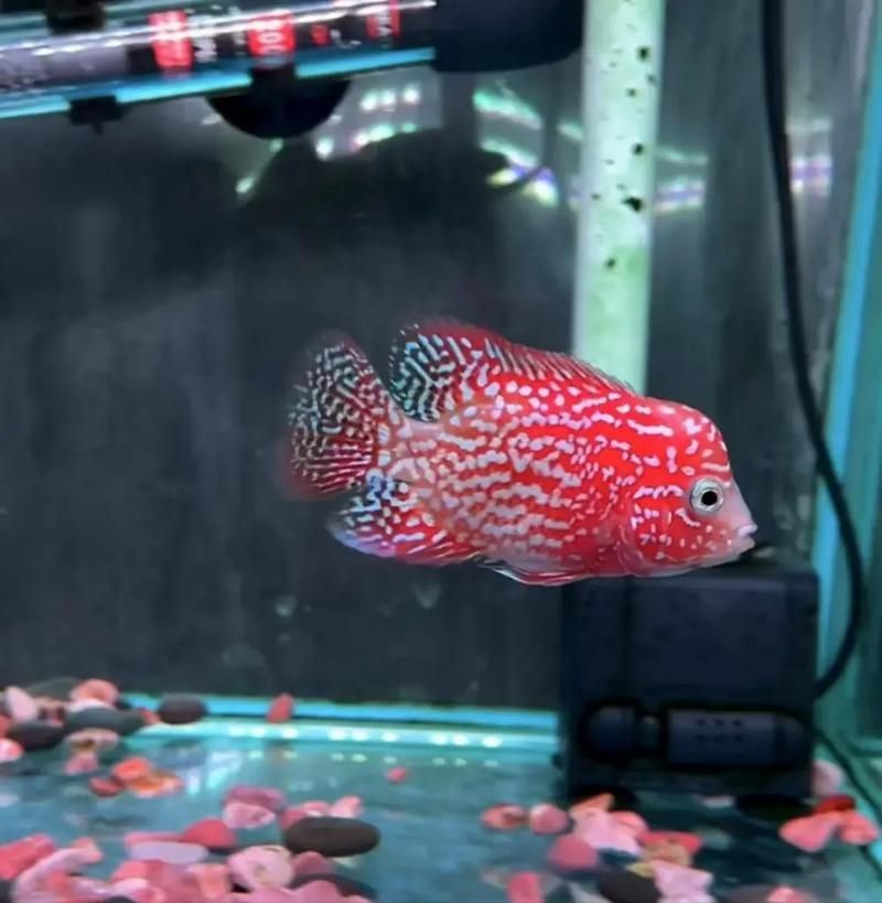 羅漢魚火鳳凰圖片