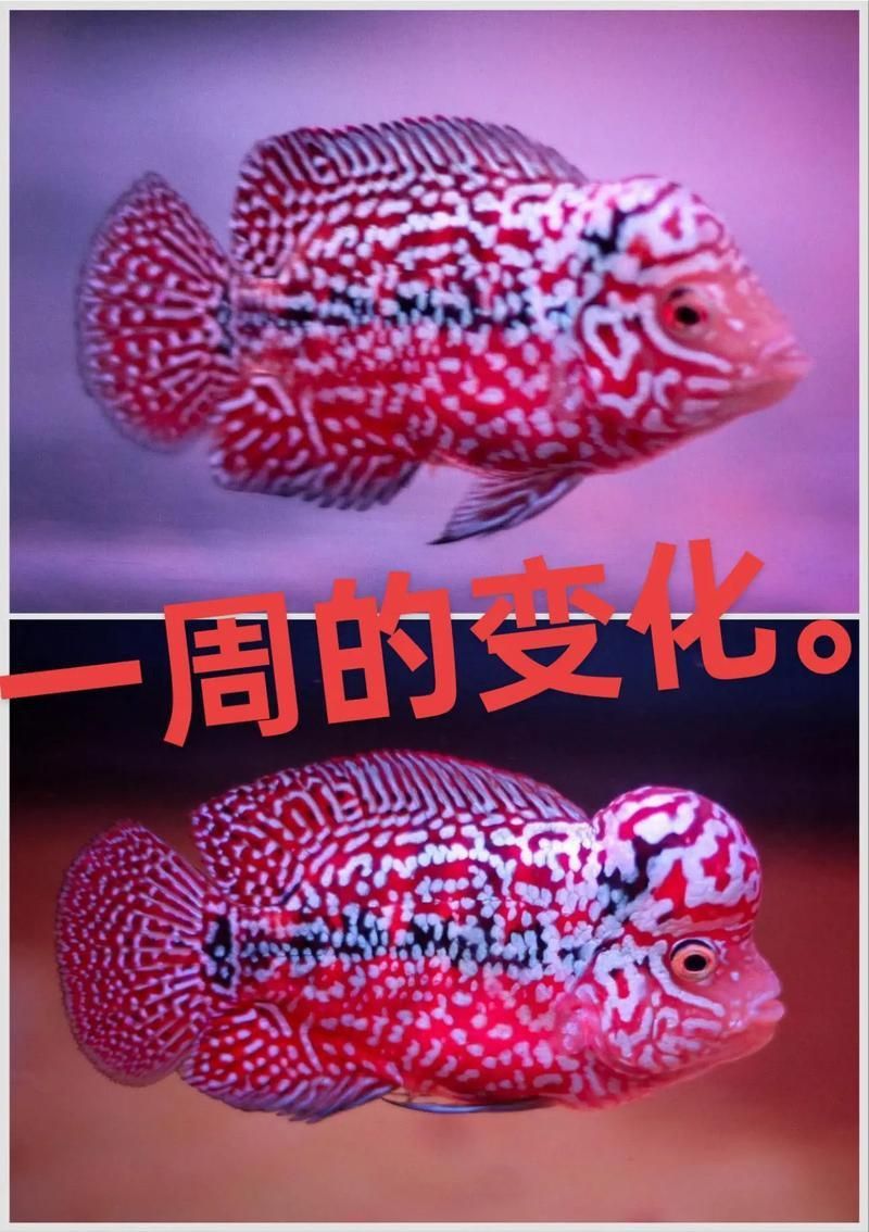 羅漢魚火鳳凰圖片