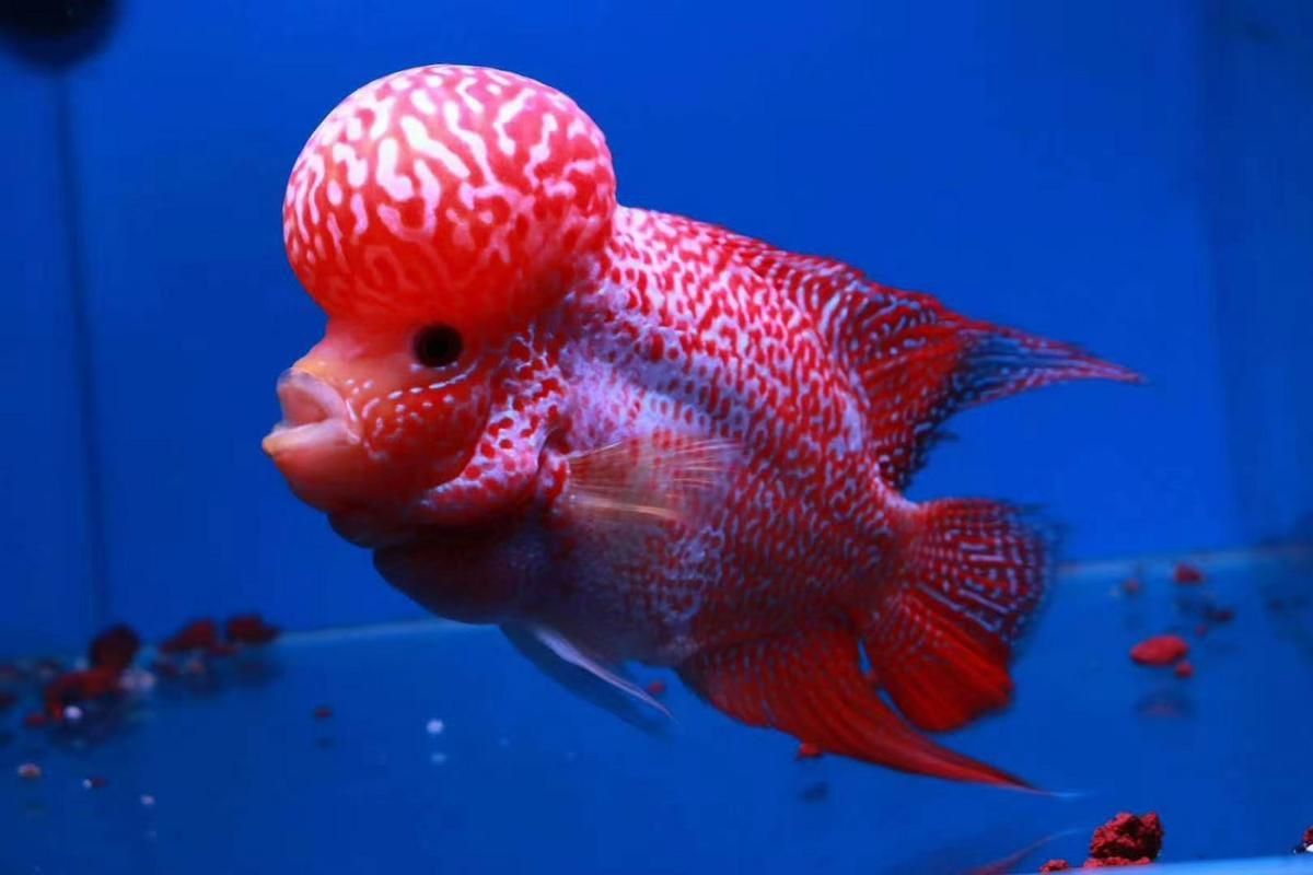 羅漢魚火鳳凰圖片