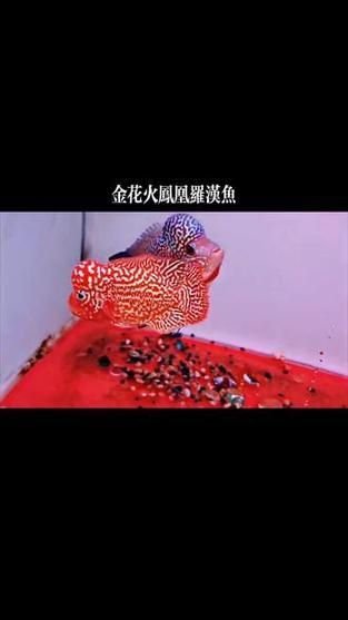 羅漢魚火鳳凰圖片