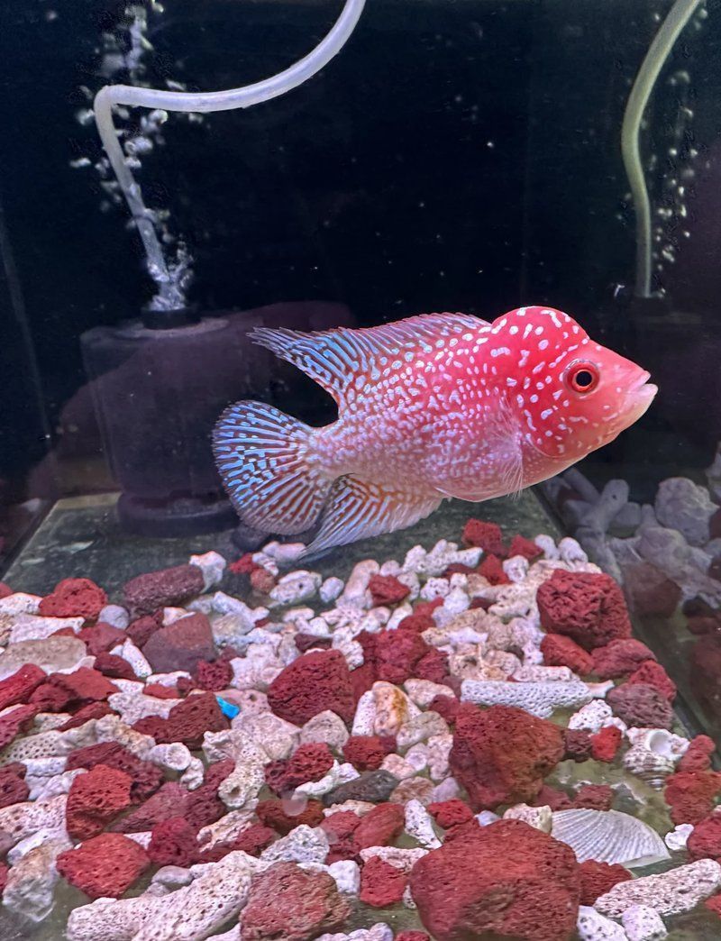 羅漢魚火鳳凰圖片