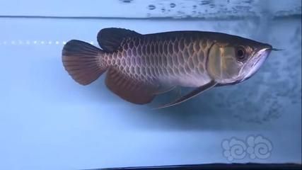 金龍魚古典藍(lán)：金龍魚古典藍(lán)底過(guò)背金龍魚