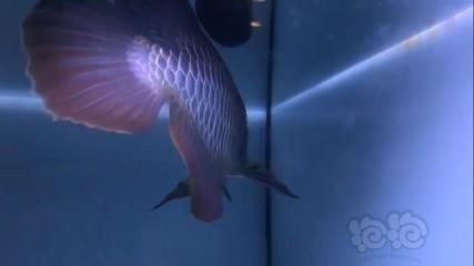 金龍魚古典藍(lán)：金龍魚古典藍(lán)底過(guò)背金龍魚