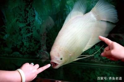 40公分龍魚配魚多大適合養
