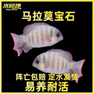 40公分龍魚配魚多大適合養