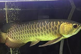 龍魚做檢疫用關燈嗎：在進行龍魚的檢疫中，是否需要關閉魚缸的燈光，主要取決于檢疫的方法和目的