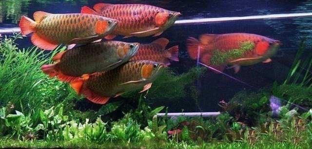 養(yǎng)龍魚三大忌諱：養(yǎng)龍魚時需要特別注意的三大忌諱，只有做好這些工作才能健康快樂 養(yǎng)龍魚三大忌諱：養(yǎng)龍魚時需要特別注意的三大忌諱，只有做好這些工作才能健康快樂 龍魚百科 第3張
