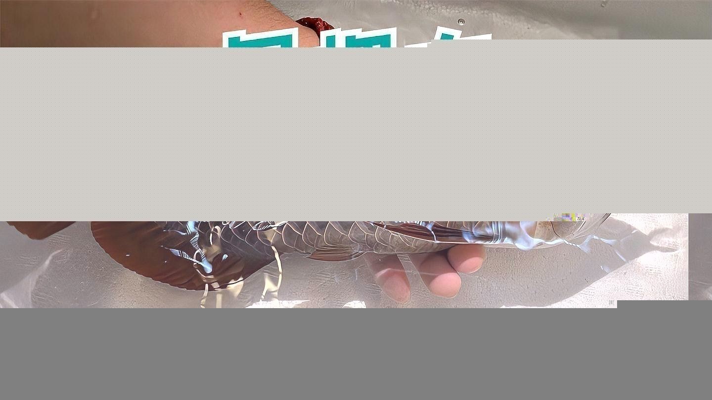 如何辨別過背金龍魚的品質