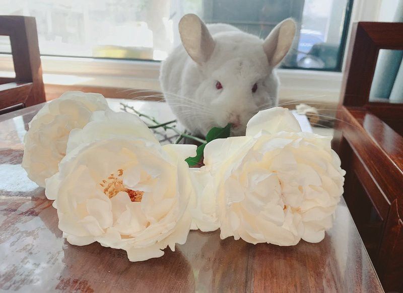 龍貓籠子多久清洗一次？