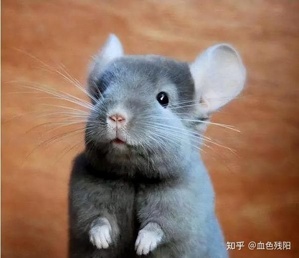 龍貓籠子多久清洗一次？