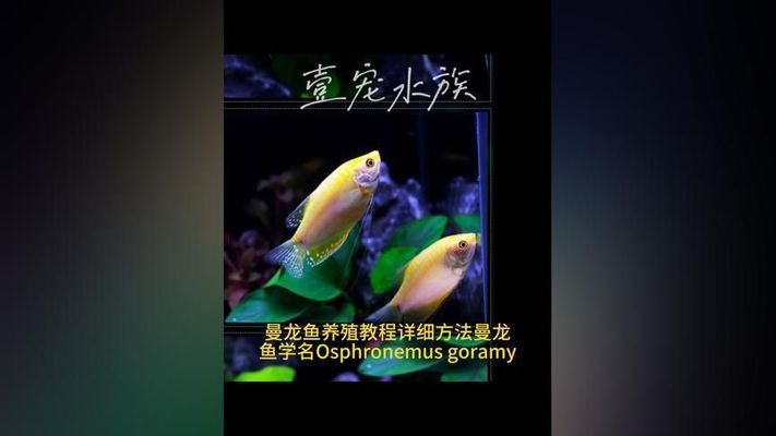 黃曼龍魚好養嗎（黃曼龍魚的飼養技術） 黃曼龍魚好養嗎（黃曼龍魚的飼養技術） 龍魚百科 第5張