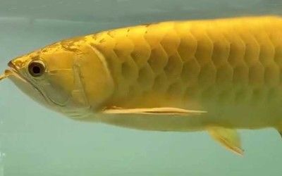 紅龍魚怎么調理狀態最好呢（紅龍魚怎么調理狀態最好呢視頻）