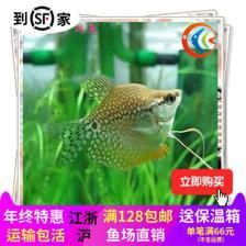 30種常見熱帶觀賞魚球魚：30種常見熱帶觀賞魚種類