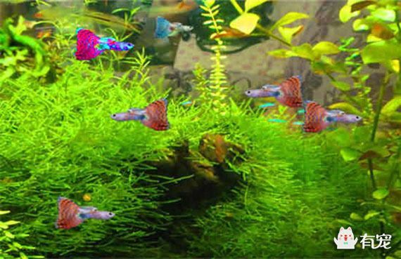 30種常見熱帶觀賞魚球魚：30種常見熱帶觀賞魚種類