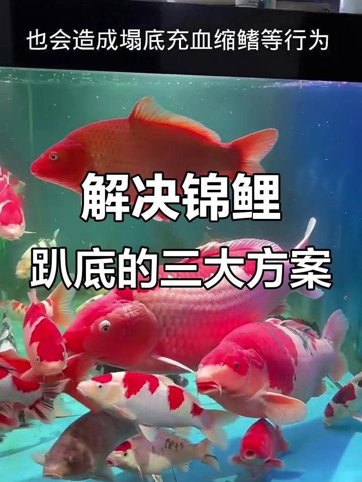 如何預(yù)防錦鯉扎堆趴缸？