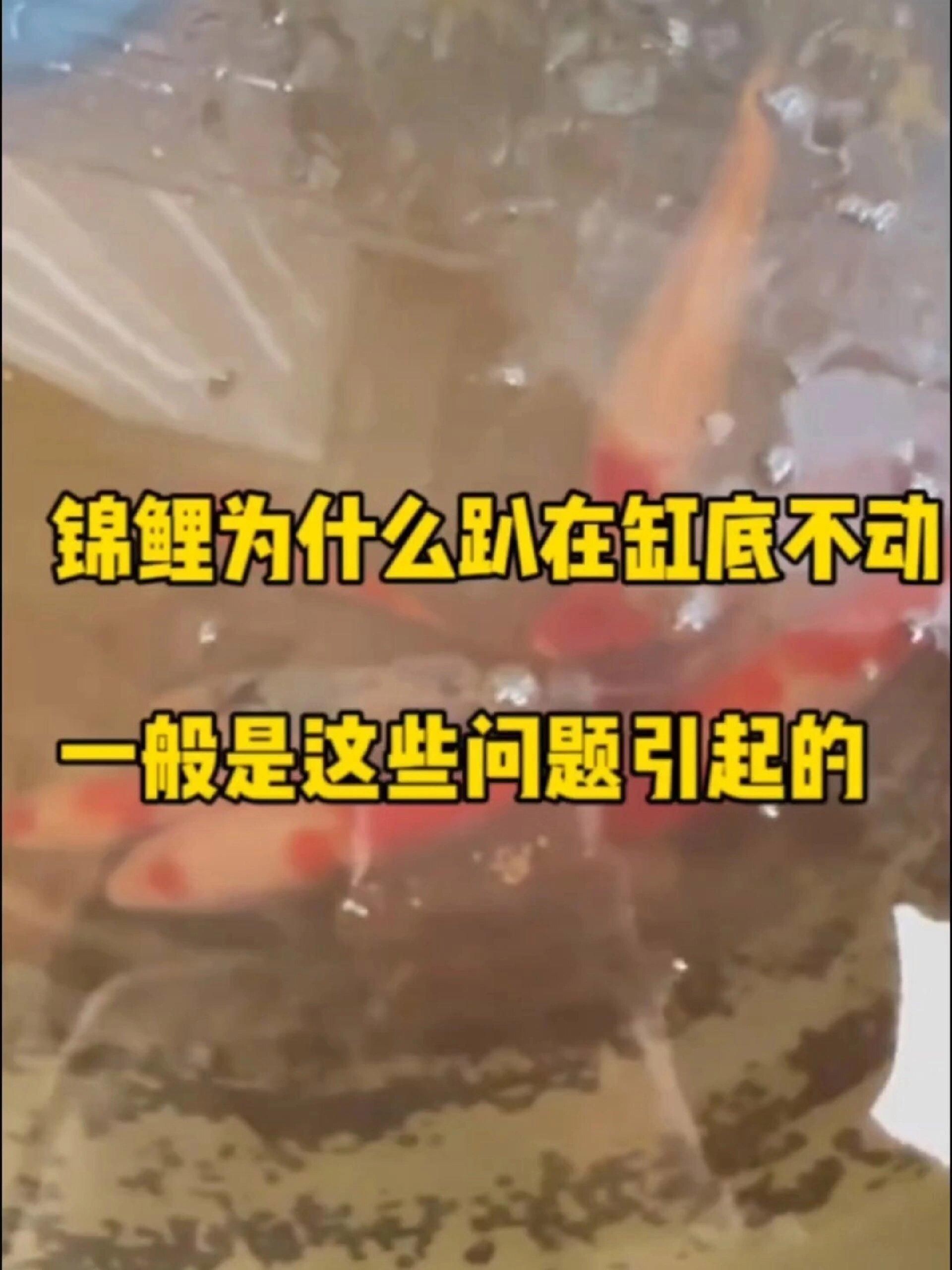 如何預(yù)防錦鯉扎堆趴缸？