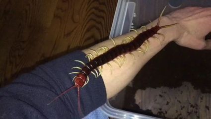 紅龍魚(yú)怎么喂蜈蚣蟲(chóng)子(活蜈蚣能直接喂紅龍魚(yú)嗎,喂什么發(fā)色快) 龍魚(yú)百科 第1張 紅龍魚(yú)怎么喂蜈蚣蟲(chóng)子(活蜈蚣能直接喂紅龍魚(yú)嗎,喂什么發(fā)色快) 紅龍魚(yú)怎么喂蜈蚣蟲(chóng)子(活蜈蚣能直接喂紅龍魚(yú)嗎,喂什么發(fā)色快) 龍魚(yú)百科 第1張