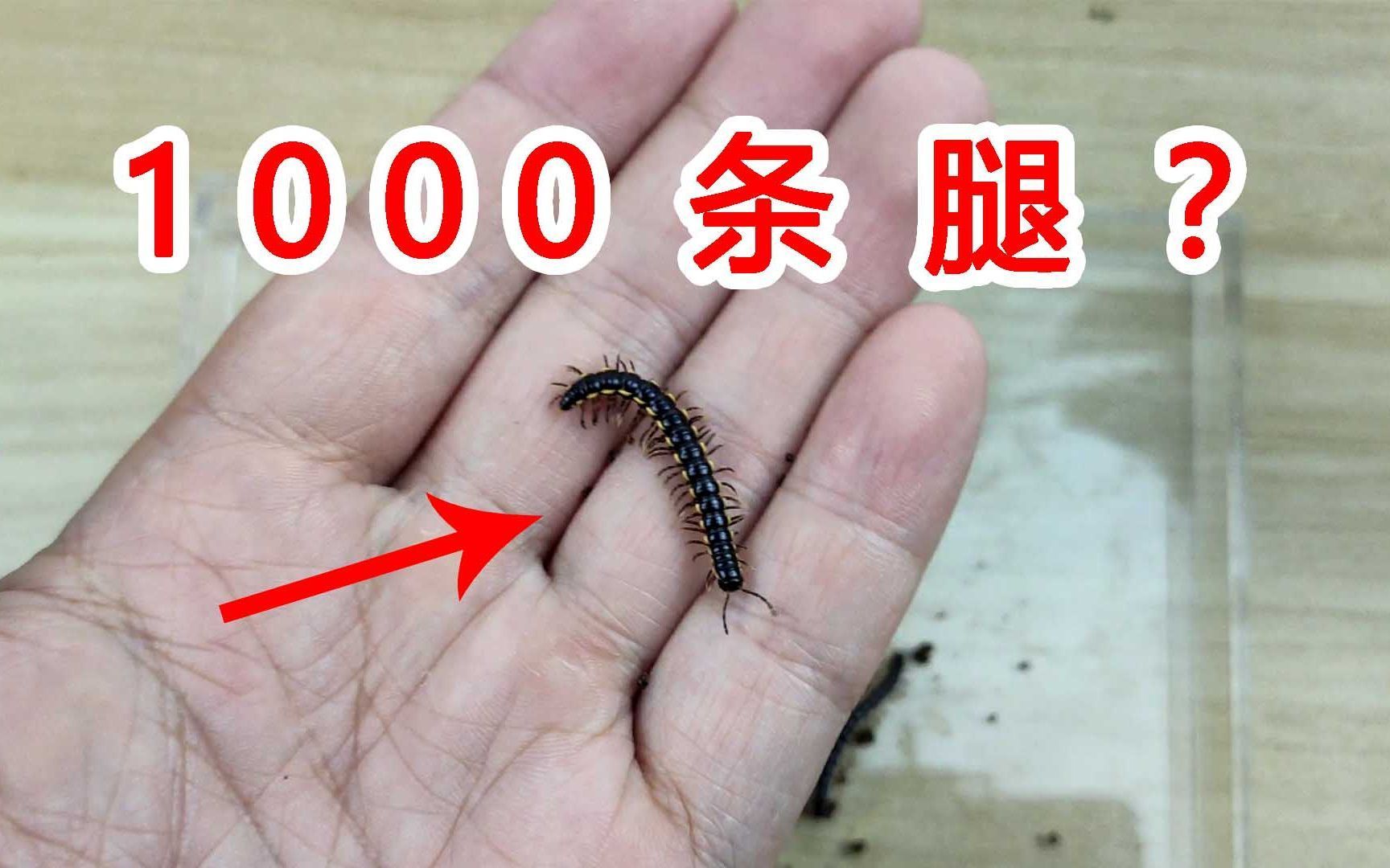 紅龍魚(yú)怎么喂蜈蚣蟲(chóng)子(活蜈蚣能直接喂紅龍魚(yú)嗎,喂什么發(fā)色快) 龍魚(yú)百科 第2張 紅龍魚(yú)怎么喂蜈蚣蟲(chóng)子(活蜈蚣能直接喂紅龍魚(yú)嗎,喂什么發(fā)色快) 紅龍魚(yú)怎么喂蜈蚣蟲(chóng)子(活蜈蚣能直接喂紅龍魚(yú)嗎,喂什么發(fā)色快) 龍魚(yú)百科 第2張