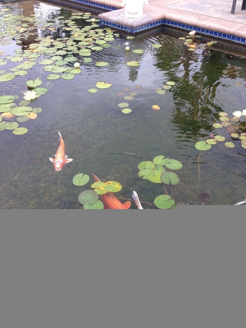 紅龍魚(yú)眼睛往里凹怎么回事圖片大全集圖解（紅龍魚(yú)眼睛往里凹怎么回事圖片大全集圖解）