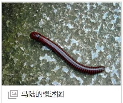 紅龍魚(yú)怎么喂蜈蚣蟲(chóng)子（活蜈蚣能直接喂紅龍魚(yú)嗎，喂什么發(fā)色快） 紅龍魚(yú)怎么喂蜈蚣蟲(chóng)子（活蜈蚣能直接喂紅龍魚(yú)嗎，喂什么發(fā)色快） 龍魚(yú)百科 第3張