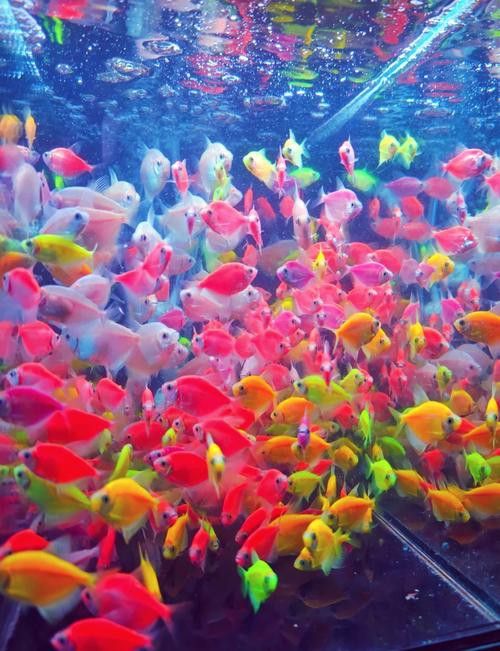 天津哪里有賣雷龍魚的實體店