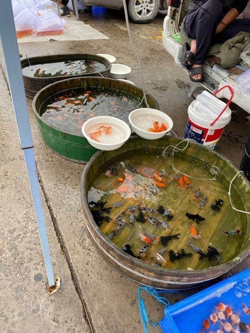 天津哪里有賣雷龍魚的實體店