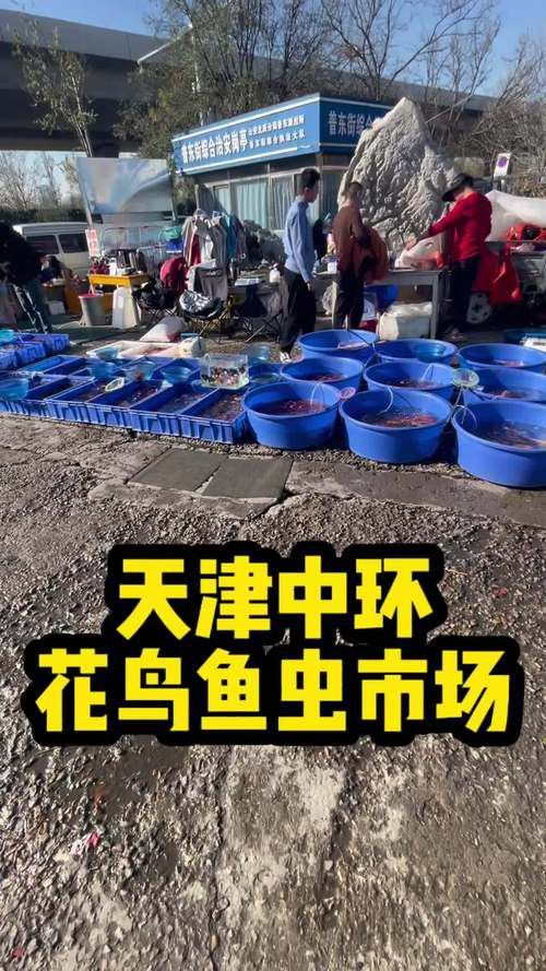 天津哪里有賣雷龍魚的實體店