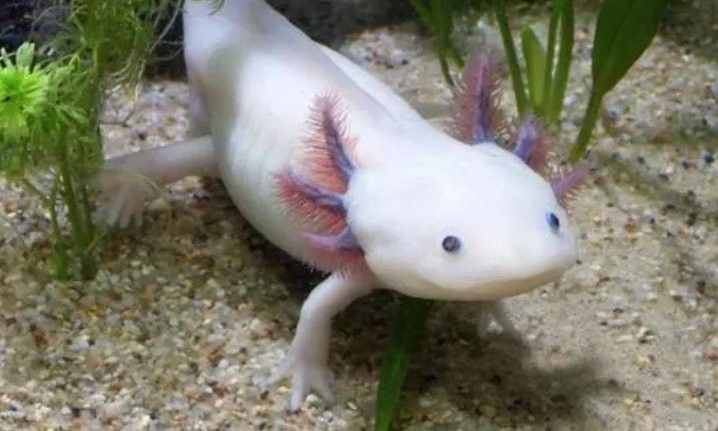 養(yǎng)六角恐龍魚有毒嗎