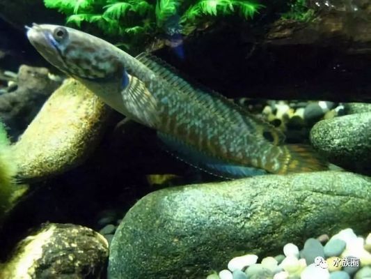 雷龍魚要多大的缸養比較好（雷龍魚的飼養技術）
