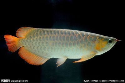 金龍魚(yú)可以拍照嗎 金龍魚(yú)可以拍照嗎 龍魚(yú)百科