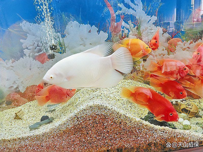 龍魚一直張嘴呼吸