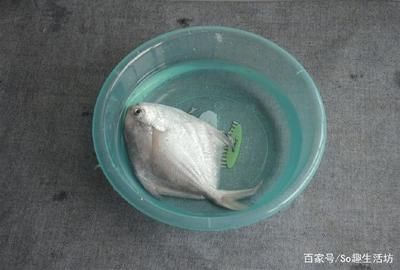 龍魚(yú)喂凍魚(yú)前怎么處理消毒的方法：喂龍魚(yú)凍魚(yú)之前的處理和消毒方法