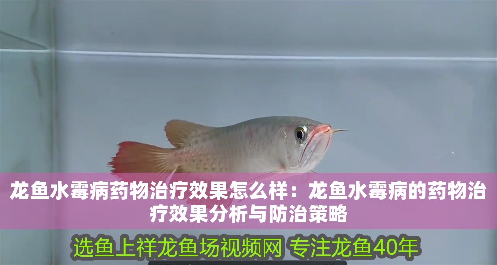 龍魚水霉病藥物治療效果怎么樣：龍魚水霉病的藥物治療效果分析與防治策略