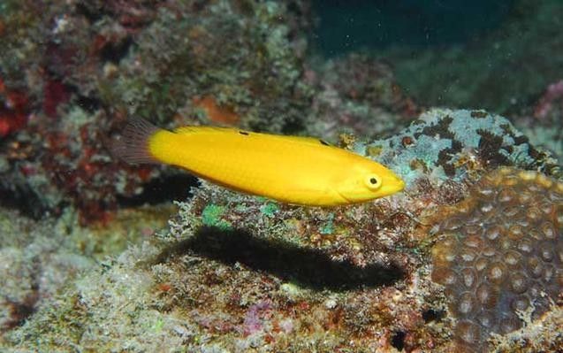 黃龍魚大概多少錢一只圖片