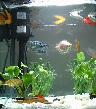 黃龍魚大概多少錢一只圖片