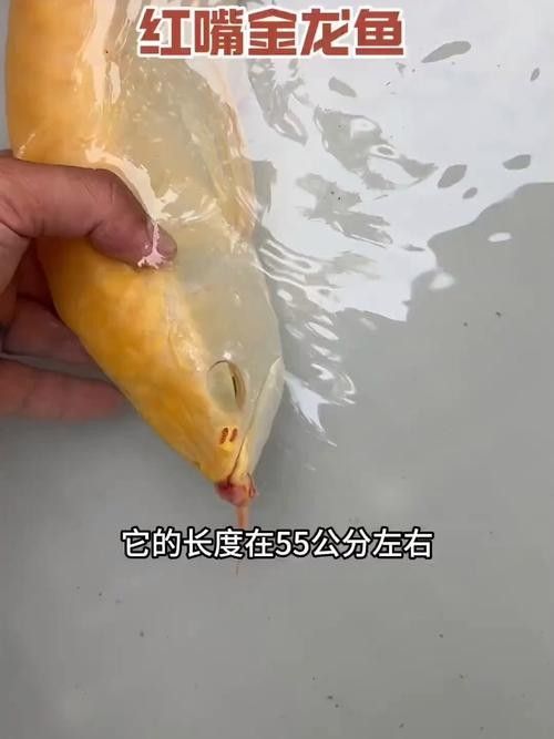 黃龍魚大概多少錢一只圖片