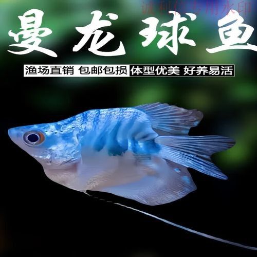 黃龍魚大概多少錢一只圖片